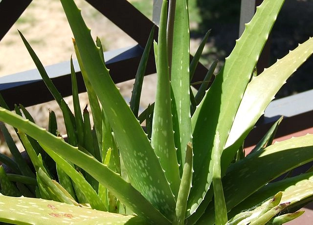 Domácí recept na nápoj z aloe vera