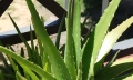 Aloe vera jako nejlepší domácí lékař