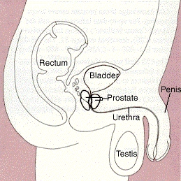 Ztráta erekce po operaci prostaty