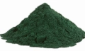 Vodní řasa spirulina