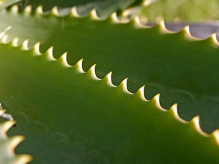 Domácí výroba pleťového krému z aloe vera