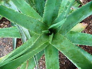 Aloe vera