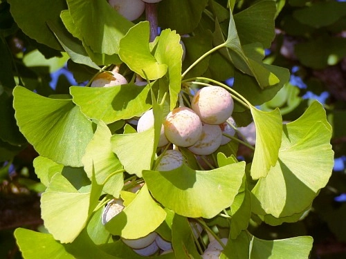 Zpracování ořechů stromu Ginkgo biloba