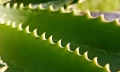 Aloe vera recepty