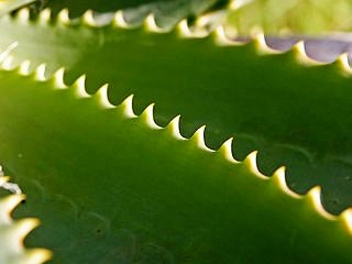 Aloe vera recepty