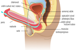 Vše o penisu