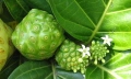 Noni – Morinda citrifolia