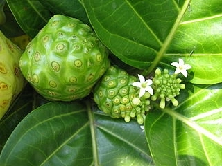 Noni – Morinda citrifolia