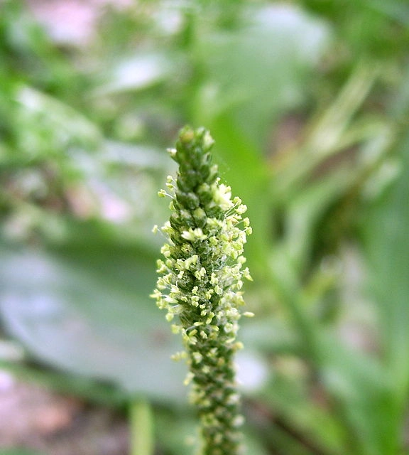 Psyllium a jeho nežádoucí účinky